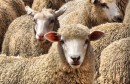 moutons espagnol
