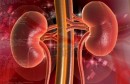 7988192-digital-illustration-of-kidney-in-colour-background