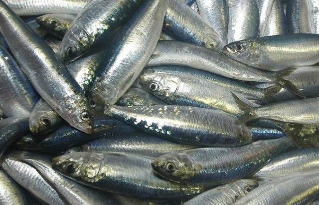 sardine_05074_127