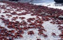 red-crab-migration-102-660x330