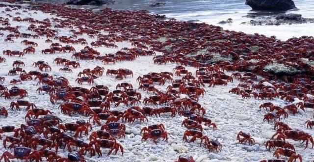 red-crab-migration-102-660x330