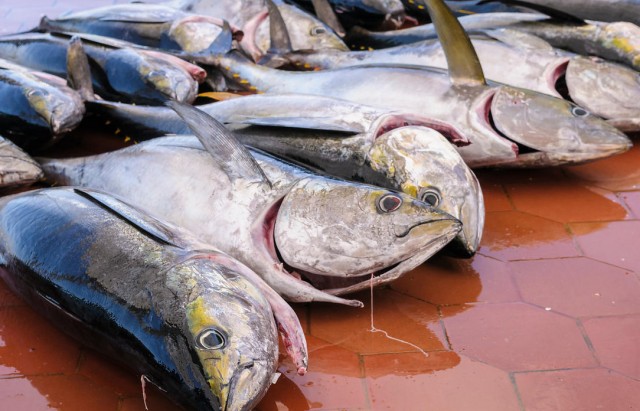 Freshly caught Yellowfin Tuna (Thunnus albacares) in the fishing