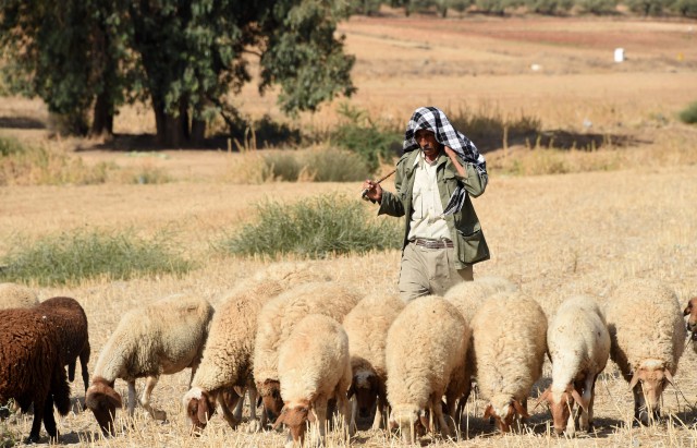 TUNISIA-AGRICULTURE