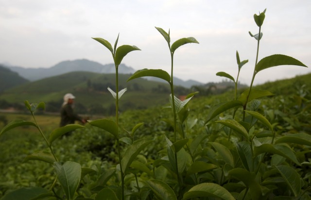 A woman from the Muong ethnic tribe works on her green tea hills which produce black tea for export in Tan Son, outside Hanoi