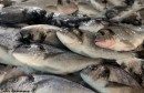 Marché-poisson-Sfax-1350x900
