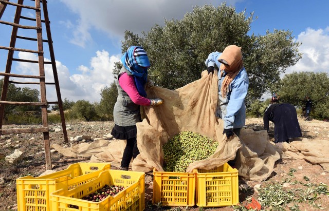 TUNISIA-AGRICULTURE-ECONOMY-OLIVE