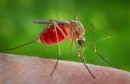 A Culex quinquefasciatus mosquito is seen on the skin of a human host