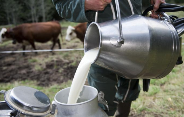 انتاج الحليب