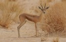 dorcas-gazelle-newby