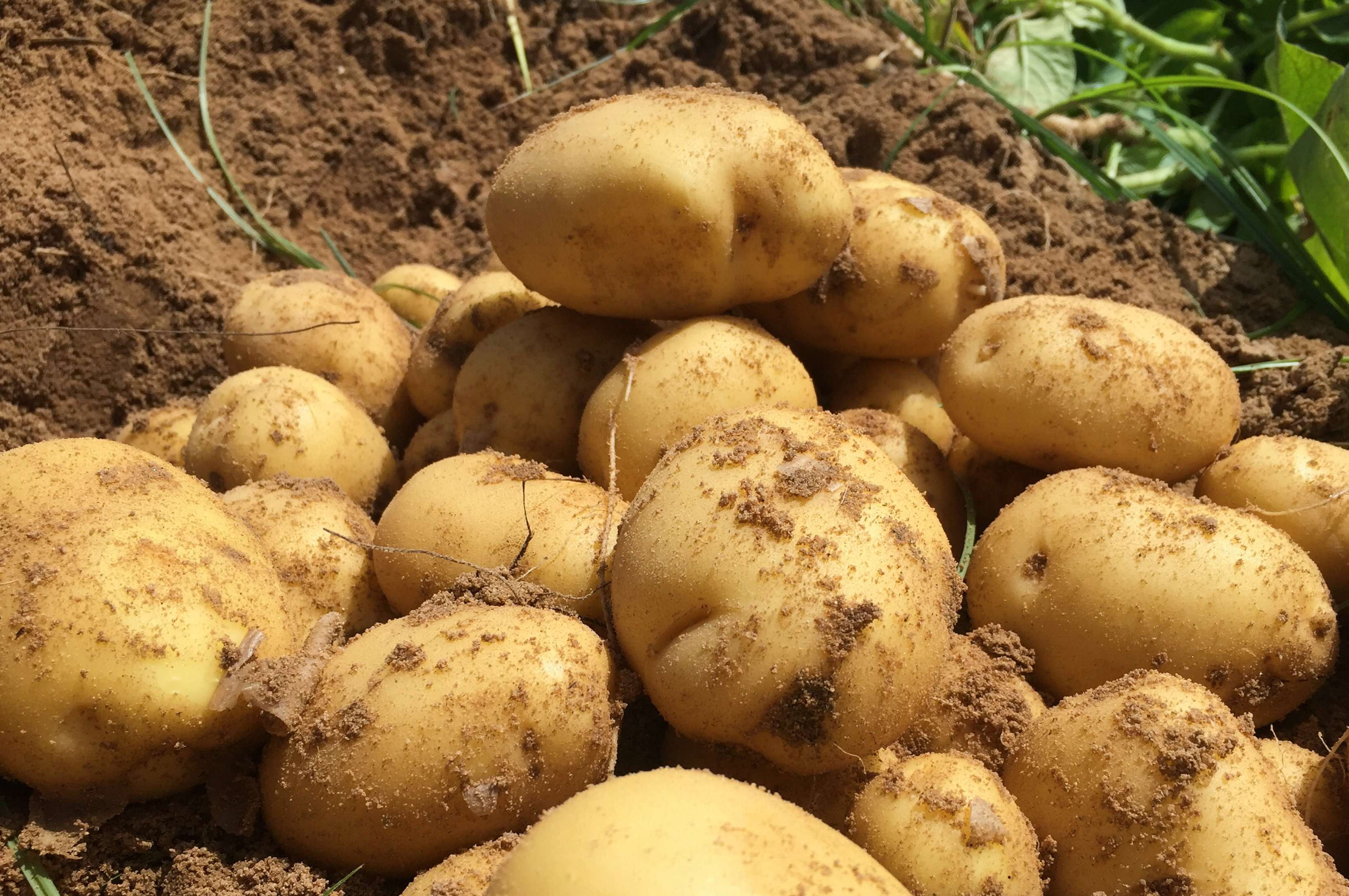 Растениеводство картофель
